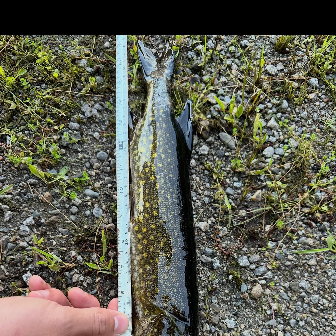 Chain pickerel caught on Fishbrain