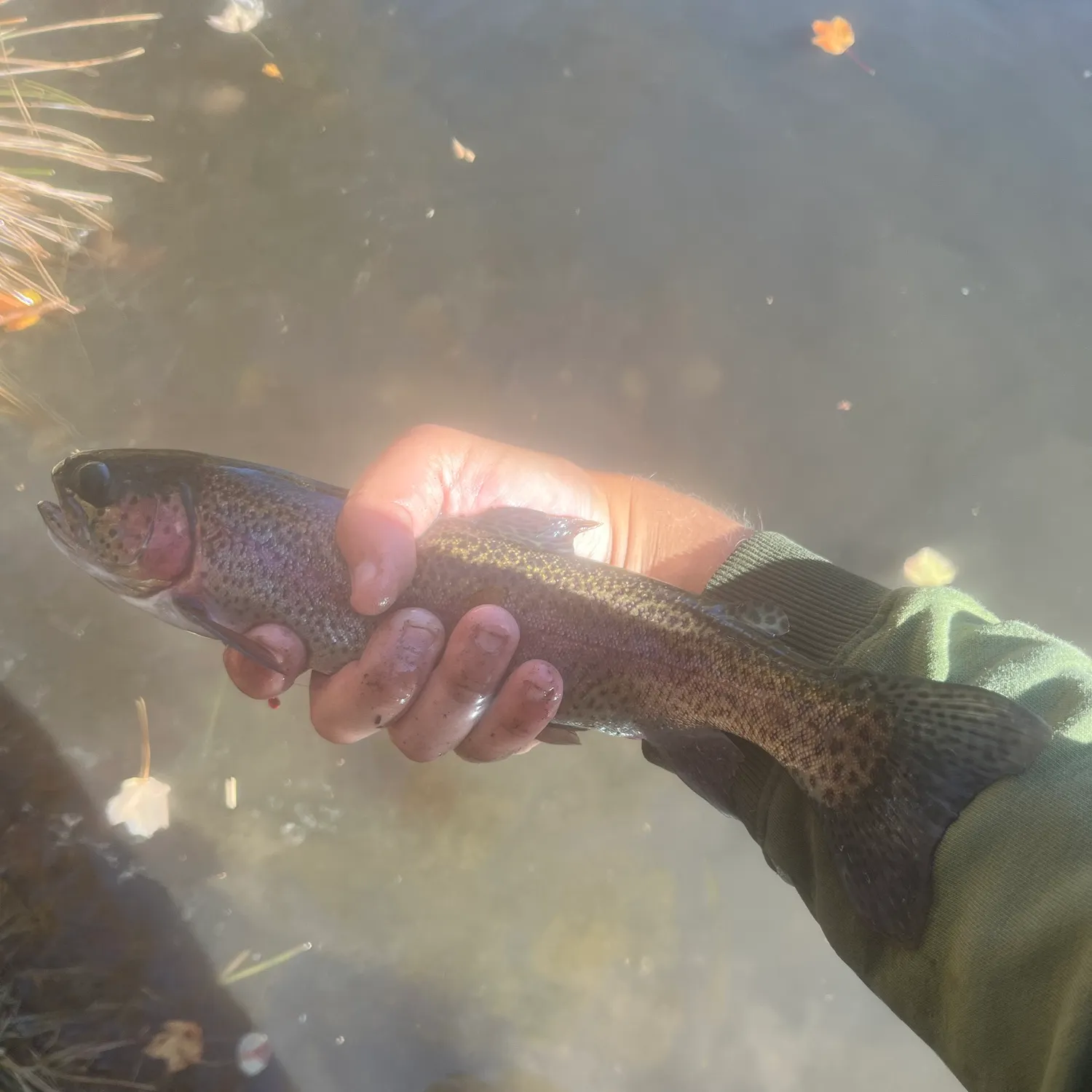 Rainbow trout caught on Fishbrain