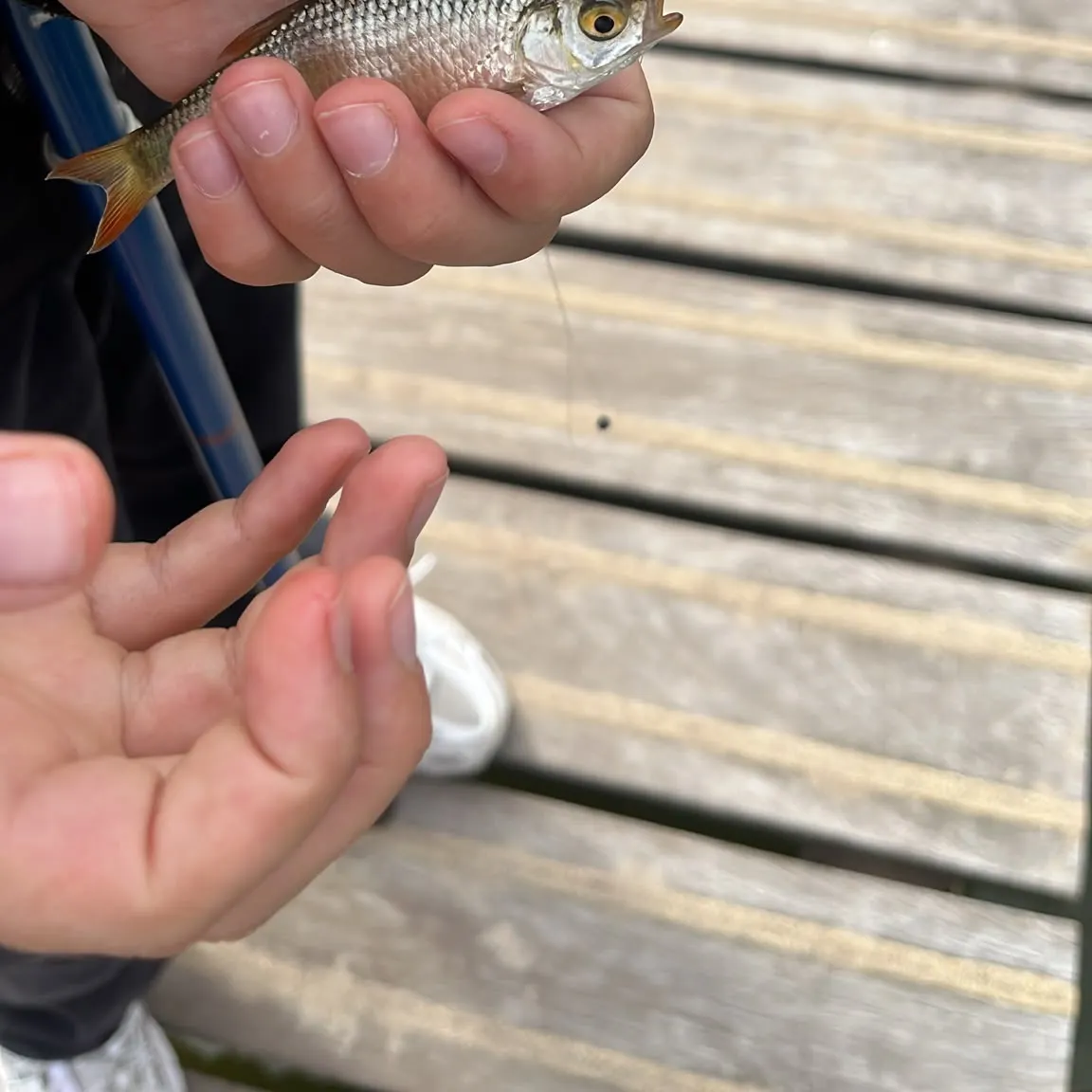 European chub caught on Fishbrain