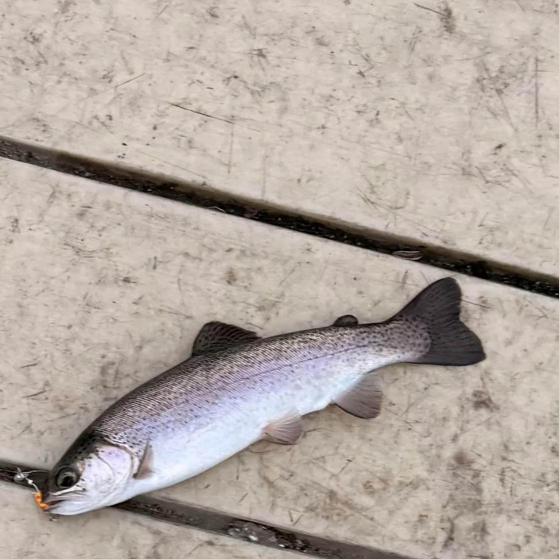 Steelhead caught on Fishbrain