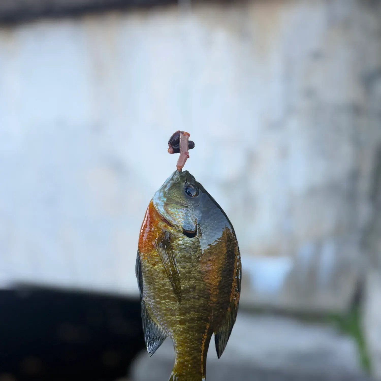Bluegill caught on Fishbrain