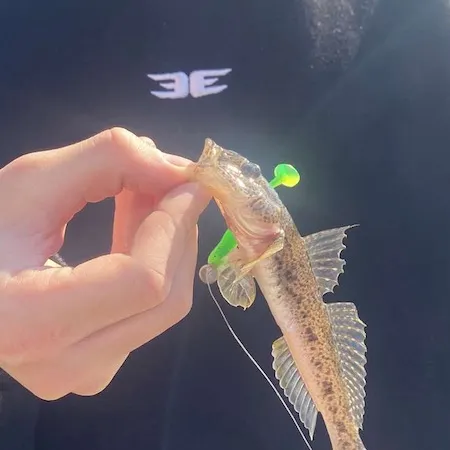 The most recent Sand goby catches on Fishbrain