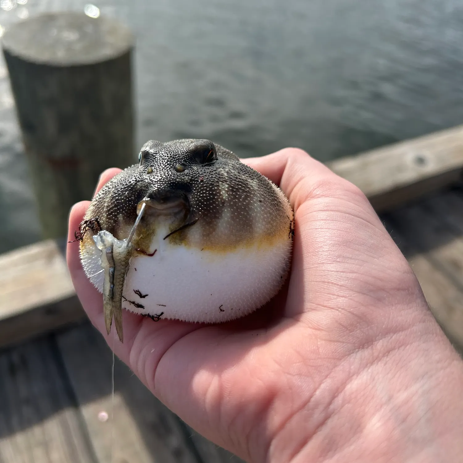 Northern puffer caught on Fishbrain
