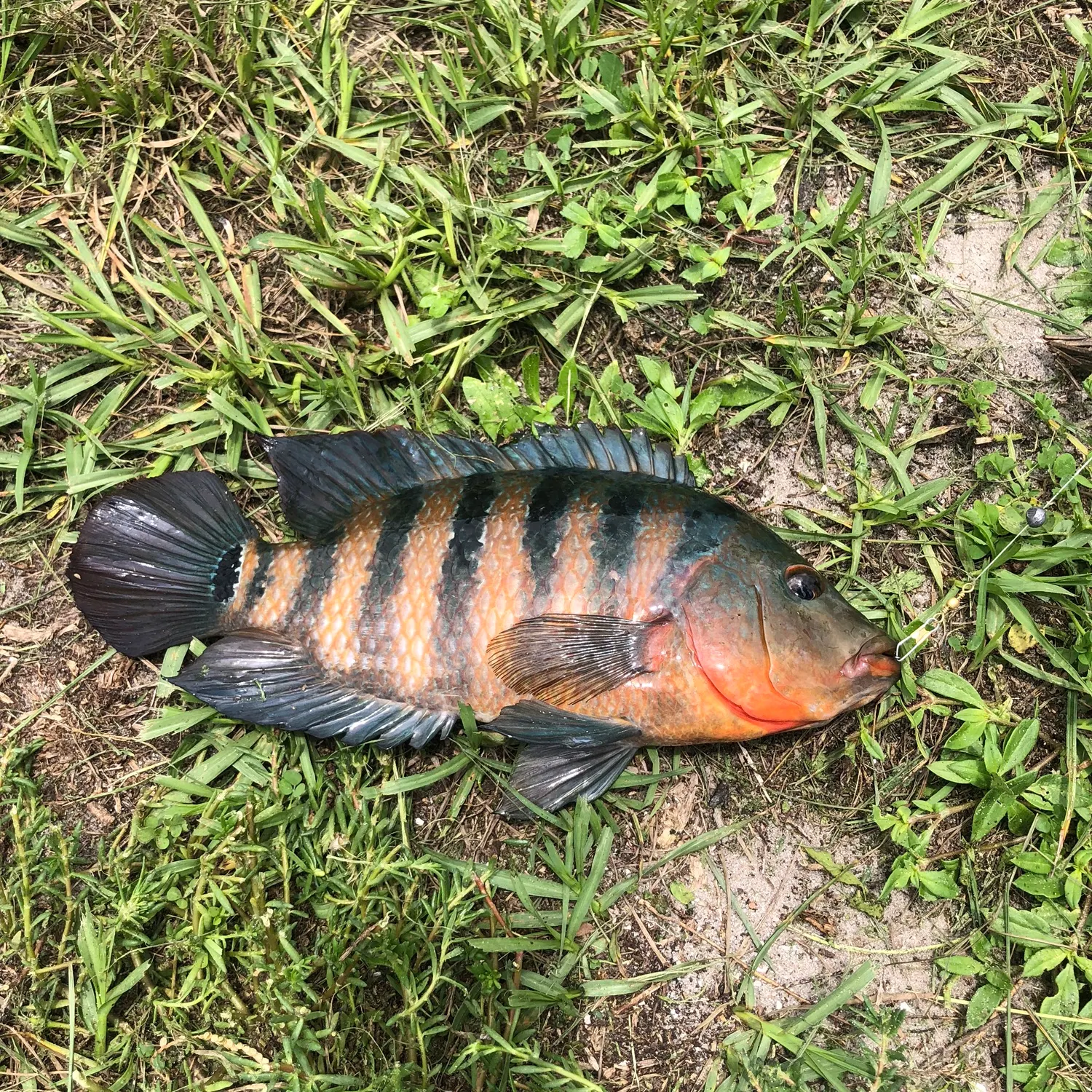 The most recent Jack Dempsey cichlid catches on Fishbrain