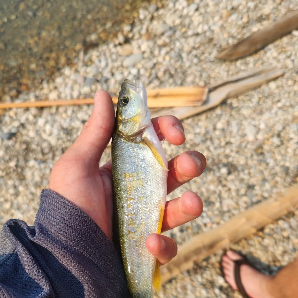 Northern pikeminnow caught on Fishbrain