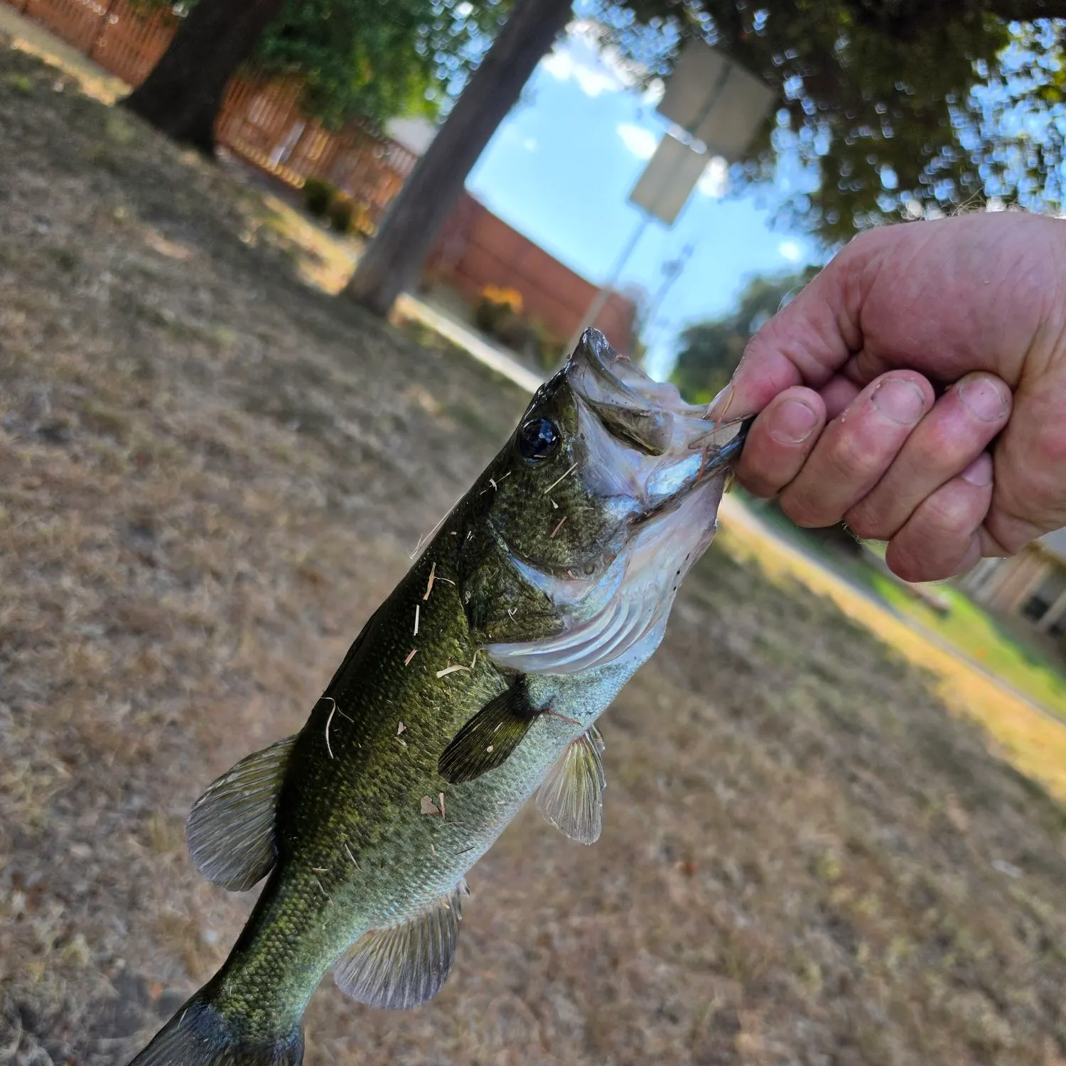 catch