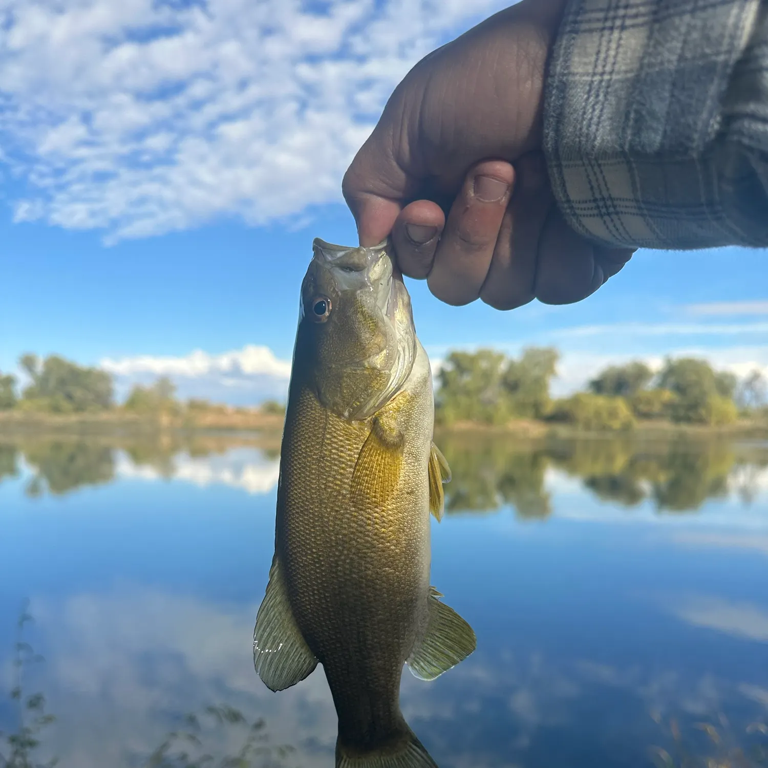 Smallmouth bass caught on Fishbrain