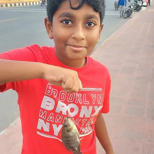 The most recent Longfin tilapia catches on Fishbrain