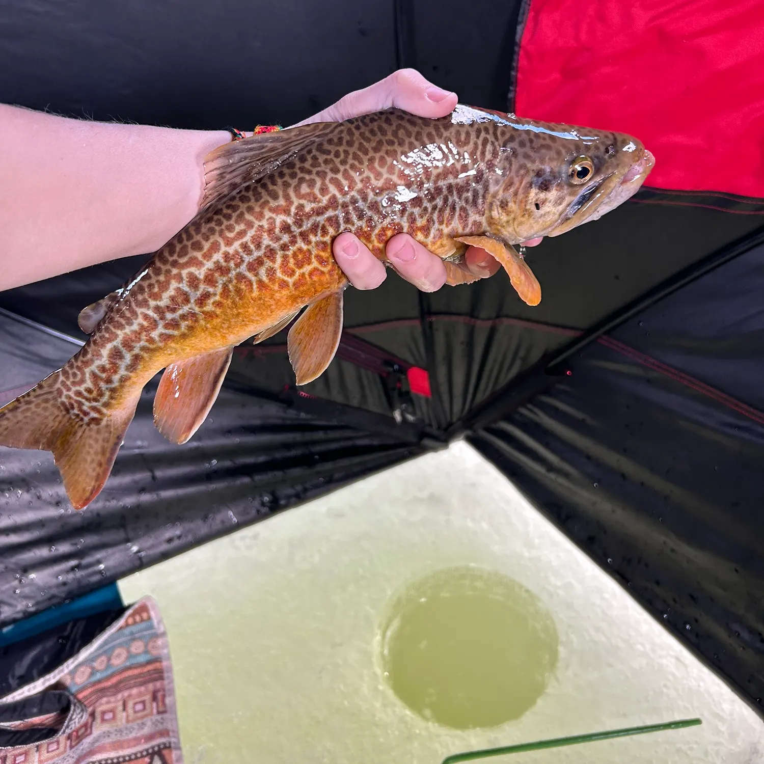 The most recent Tiger trout catches on Fishbrain