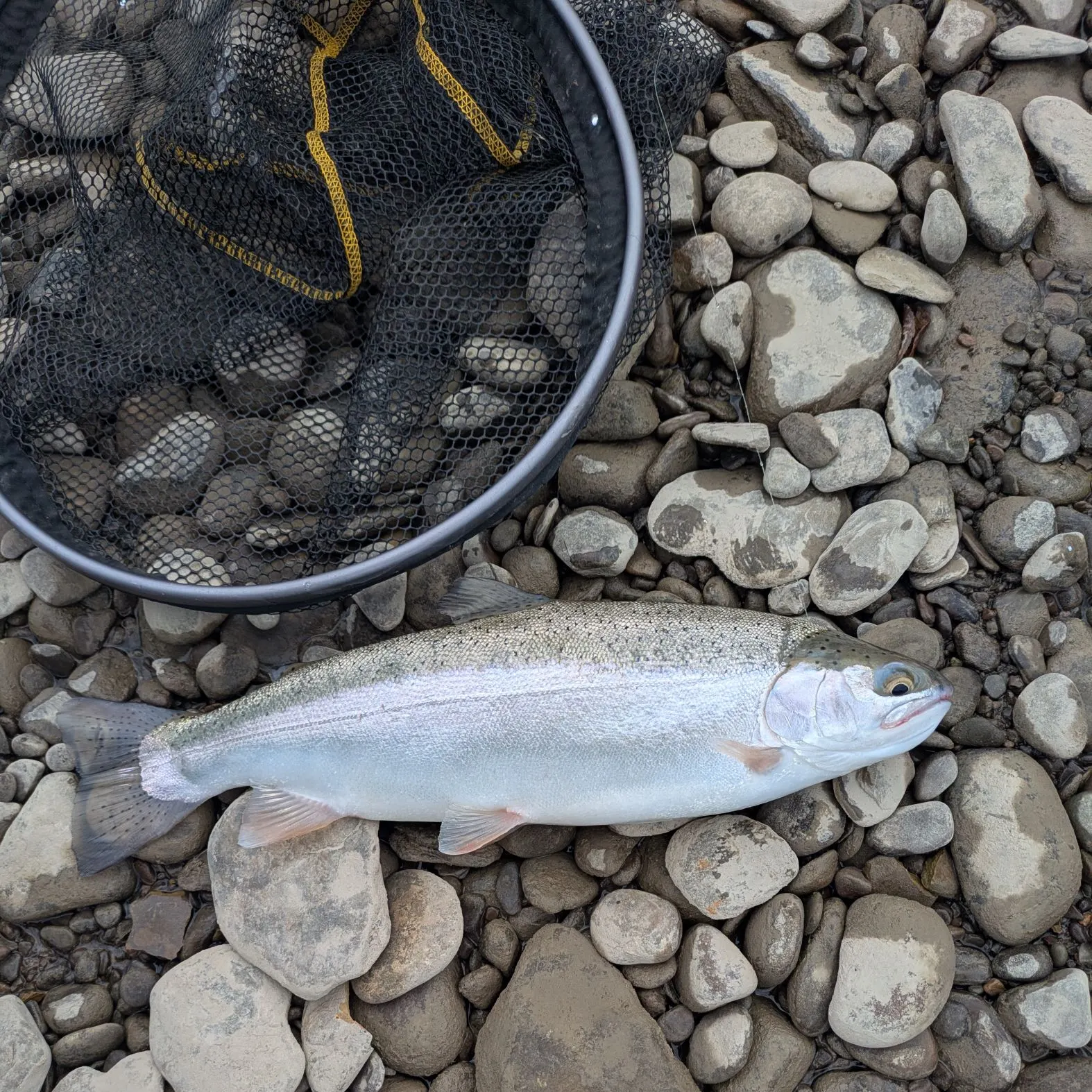 Steelhead caught on Fishbrain