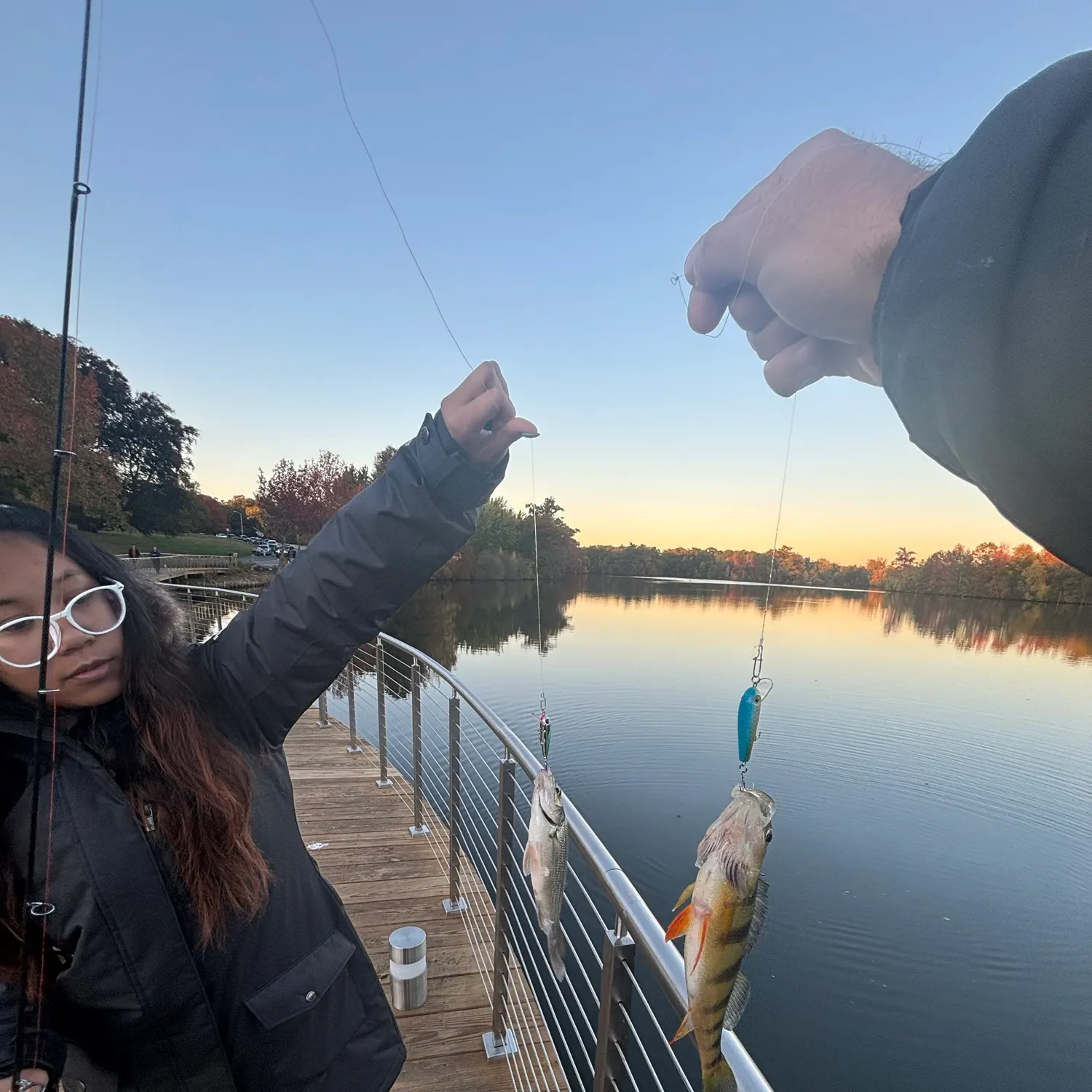 Yellow perch caught on Fishbrain