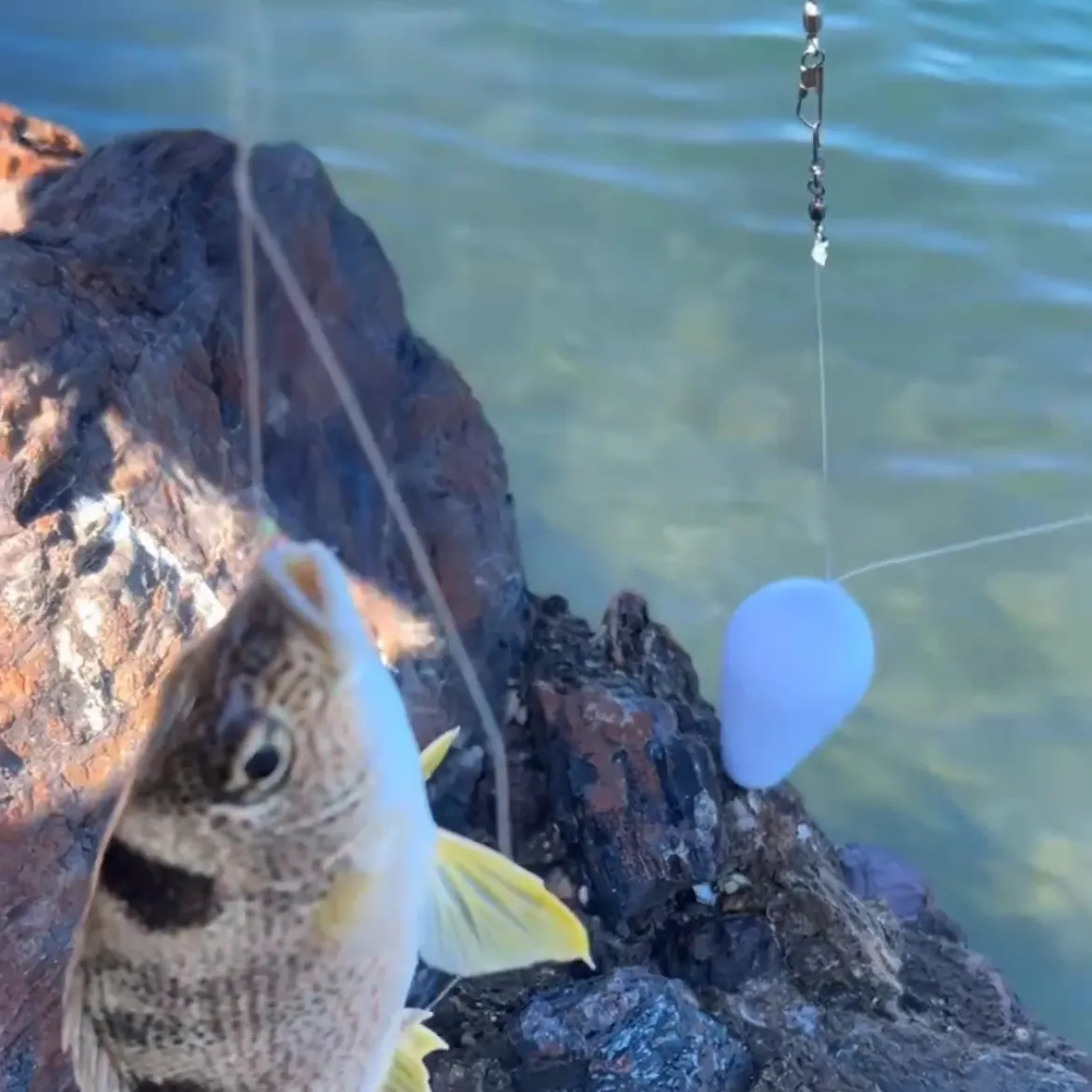 The most recent Yellowtail Grunter catches on Fishbrain