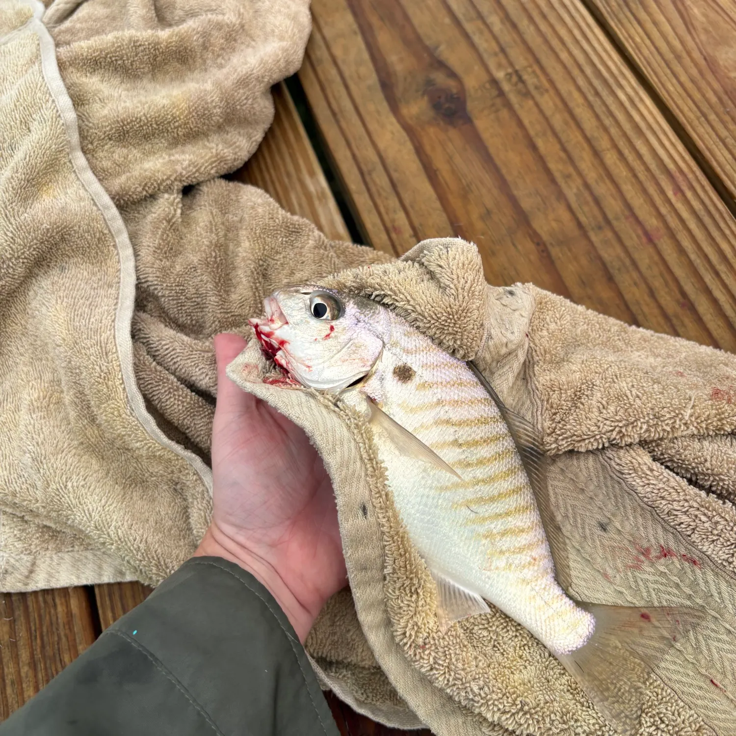 recently logged catches