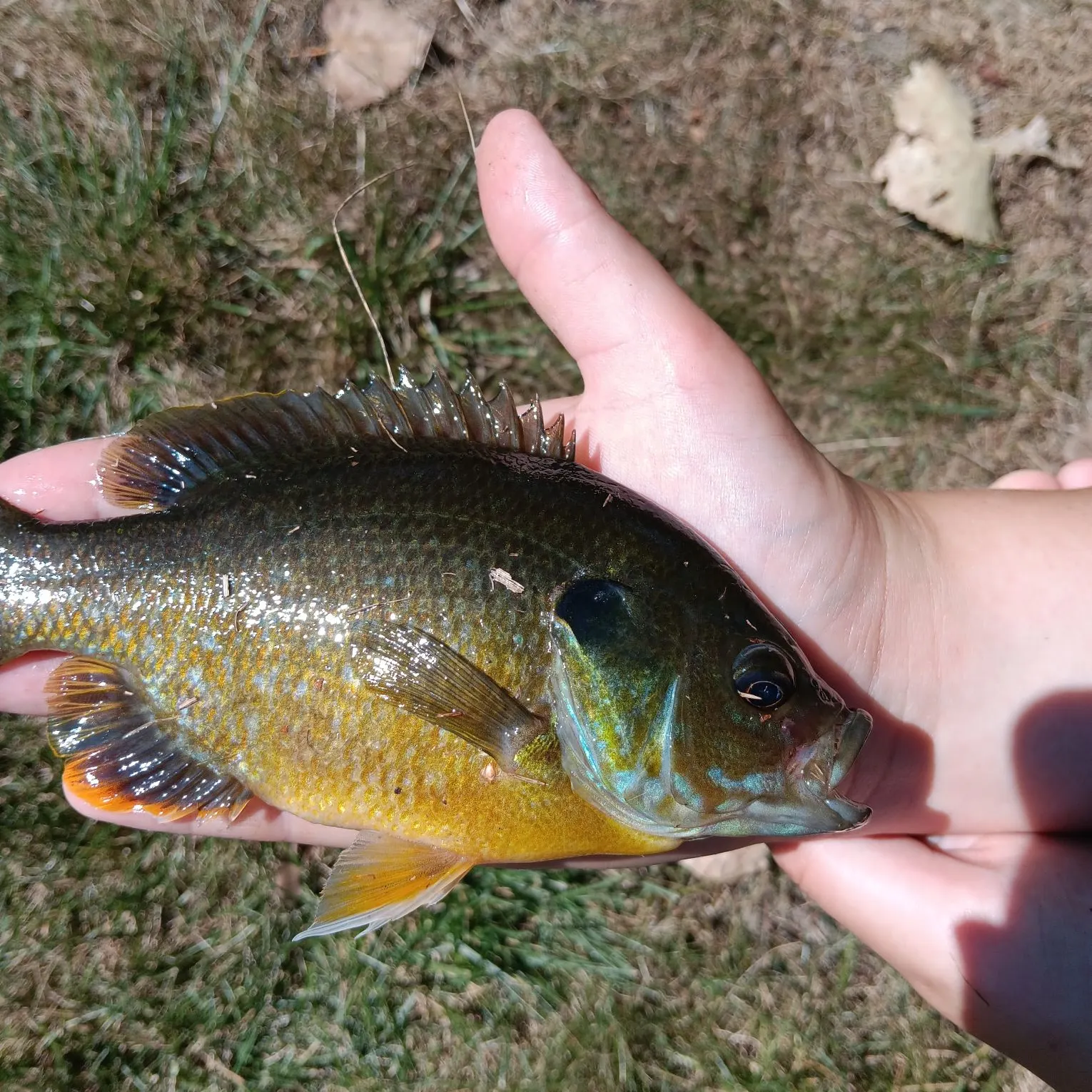 catch
