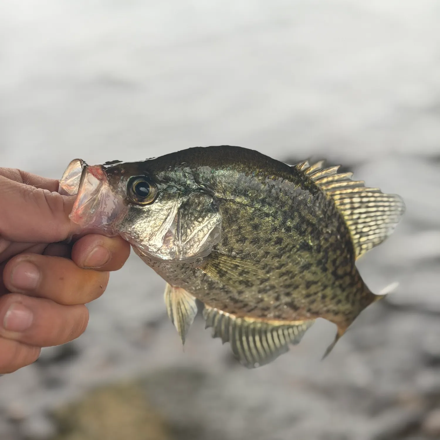 Black crappie caught on Fishbrain