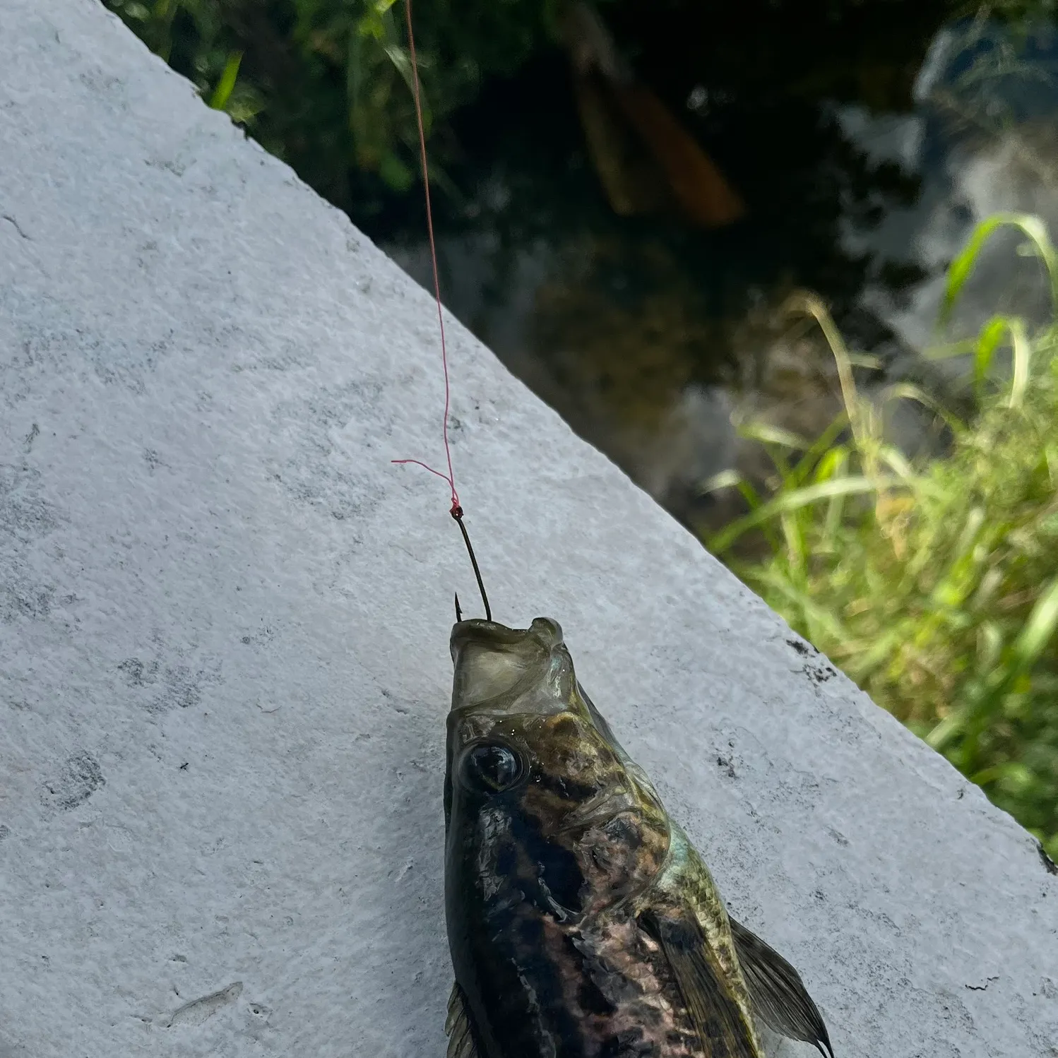 The most recent Jaguar cichlid catches on Fishbrain
