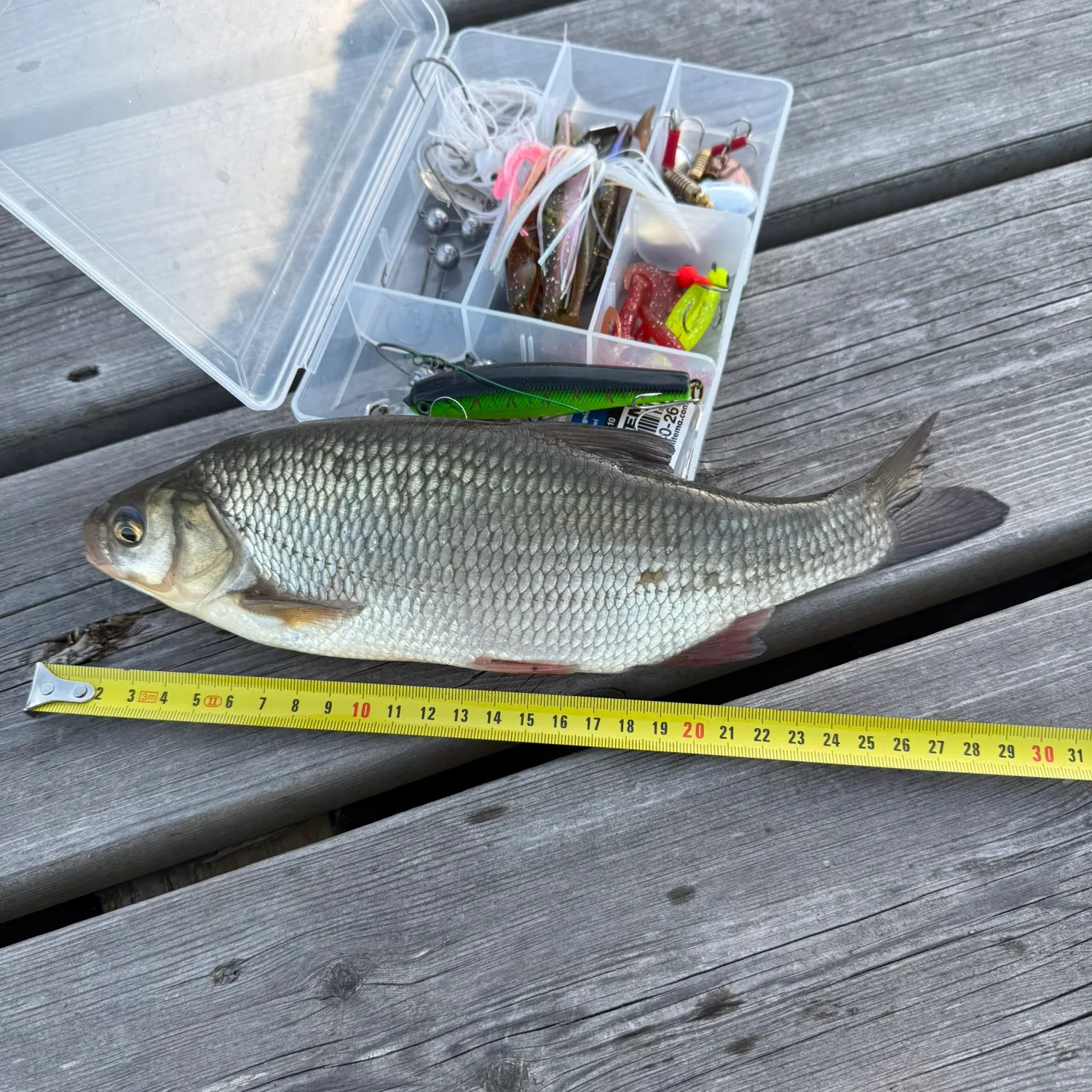 The most recent Ide catches on Fishbrain