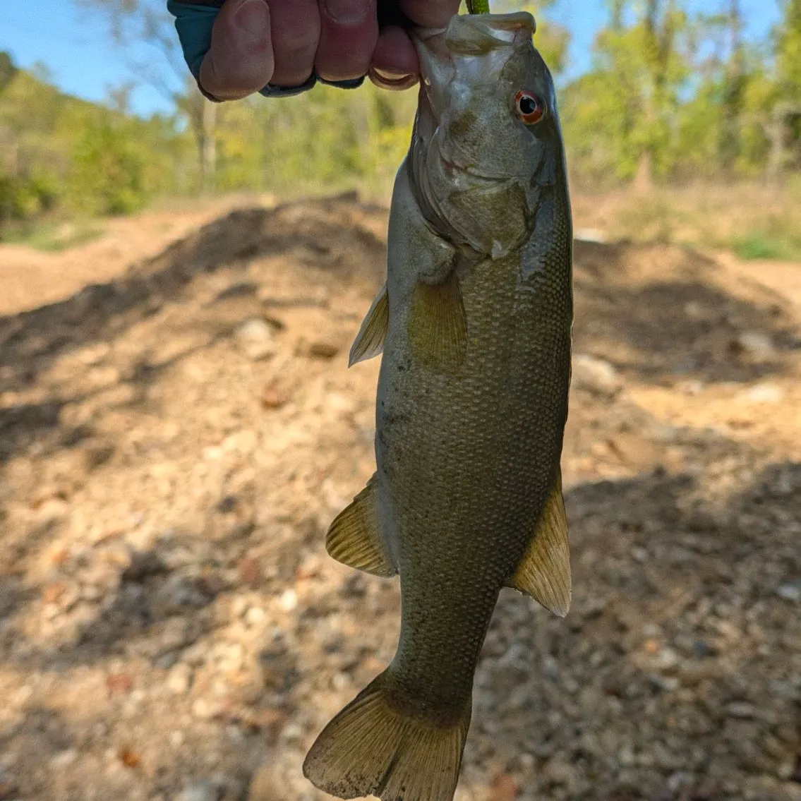 Smallmouth bass caught on Fishbrain