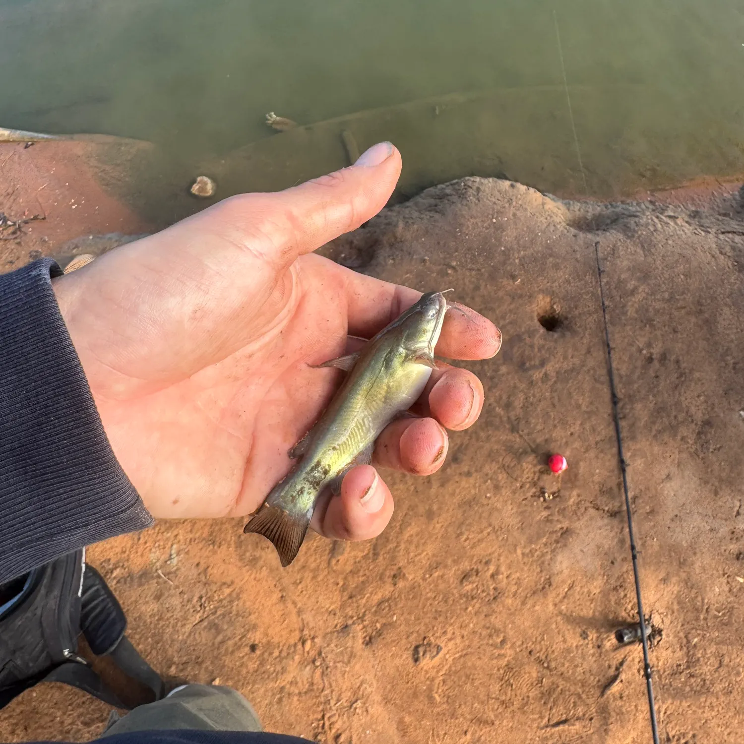 Black bullhead caught on Fishbrain
