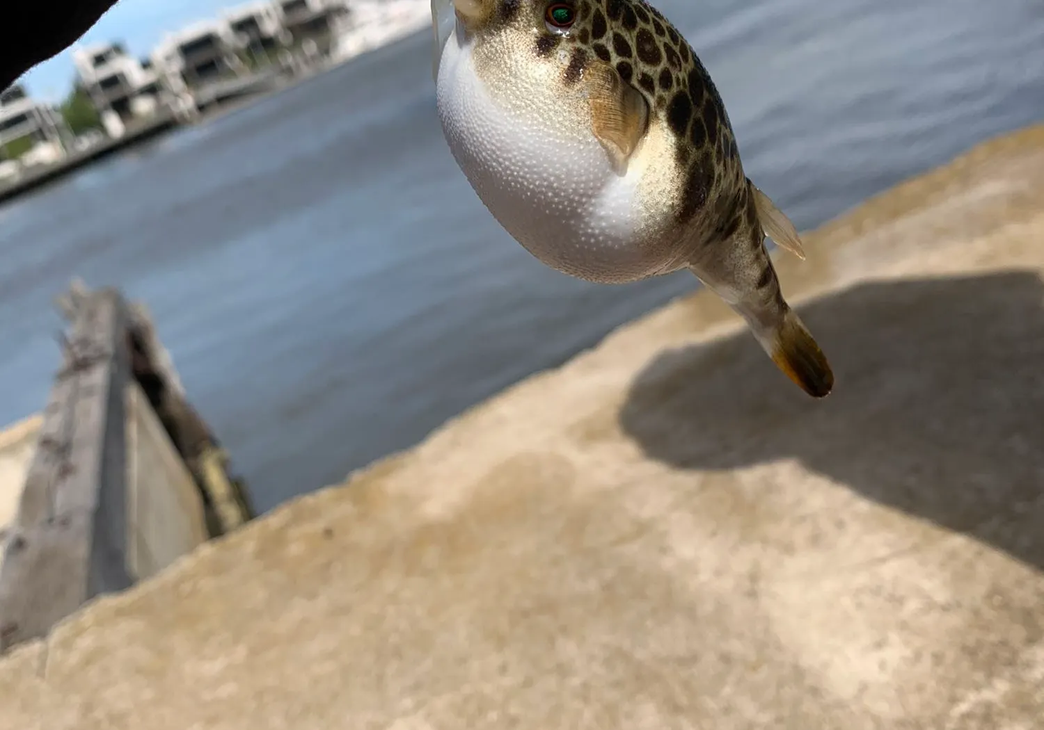 Common toadfish