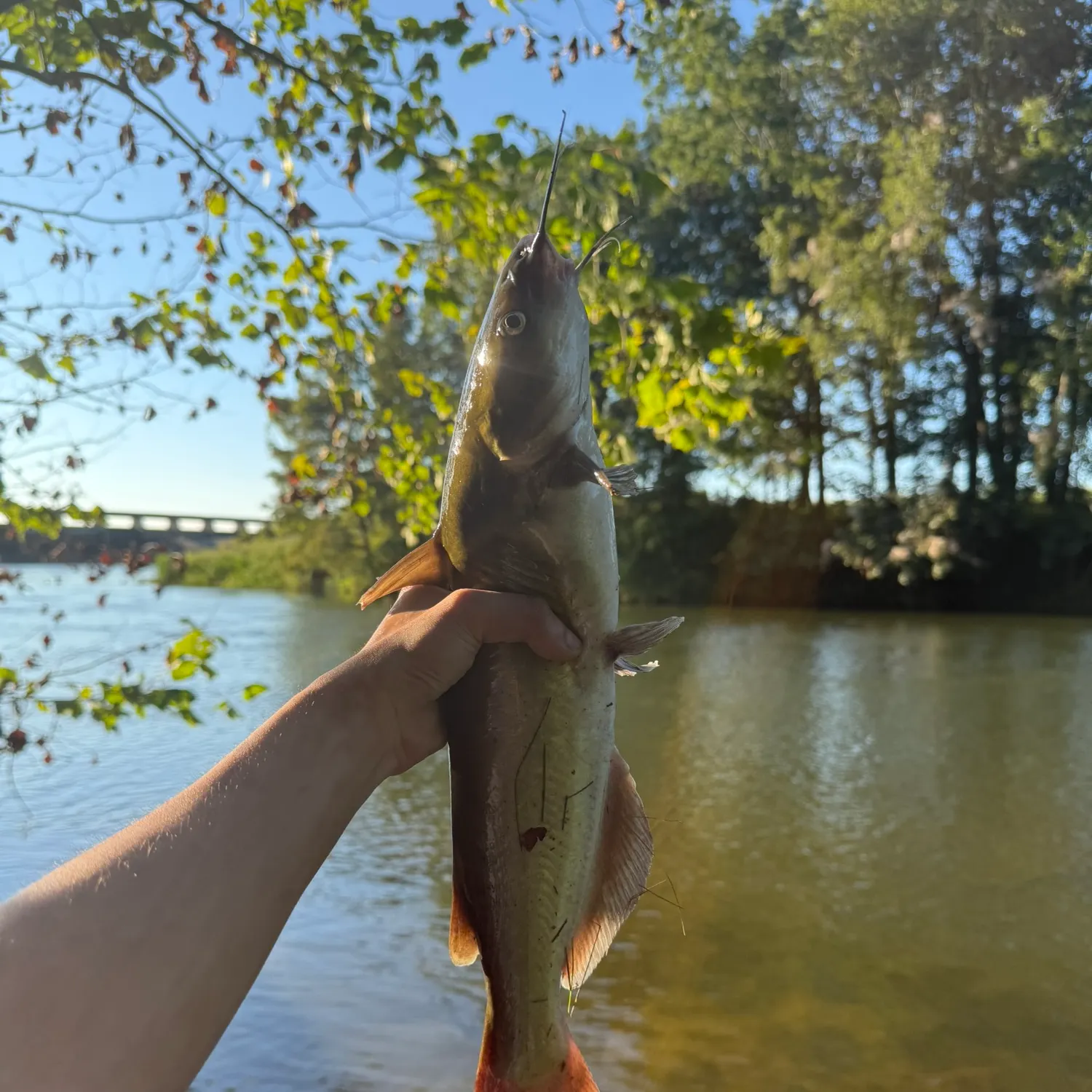 Blue catfish caught on Fishbrain