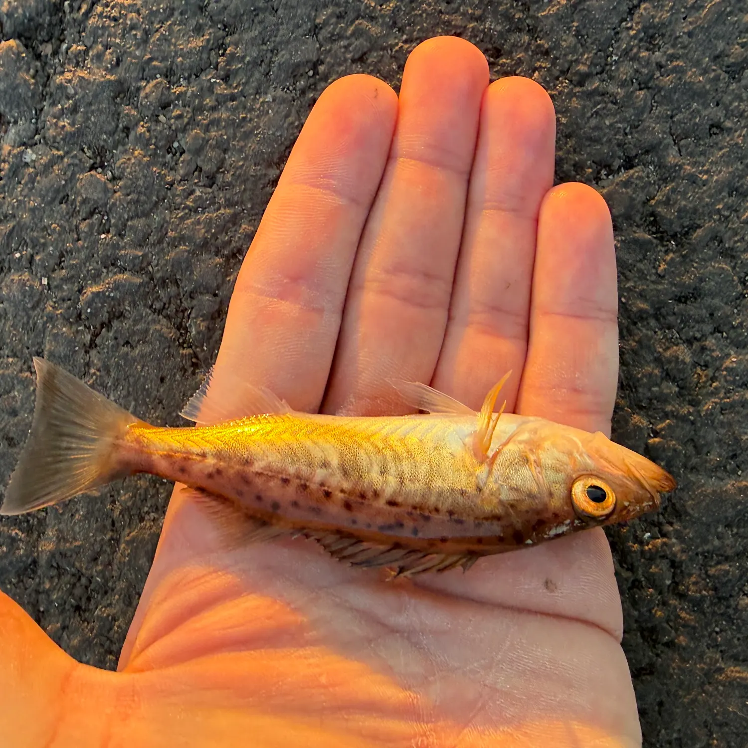 Bocaccio rockfish caught on Fishbrain