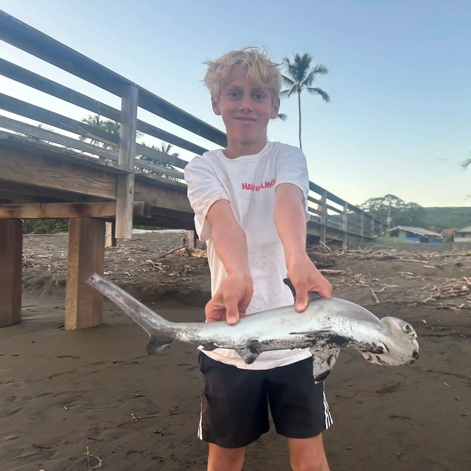 The most recent Scalloped hammerhead shark catches on Fishbrain