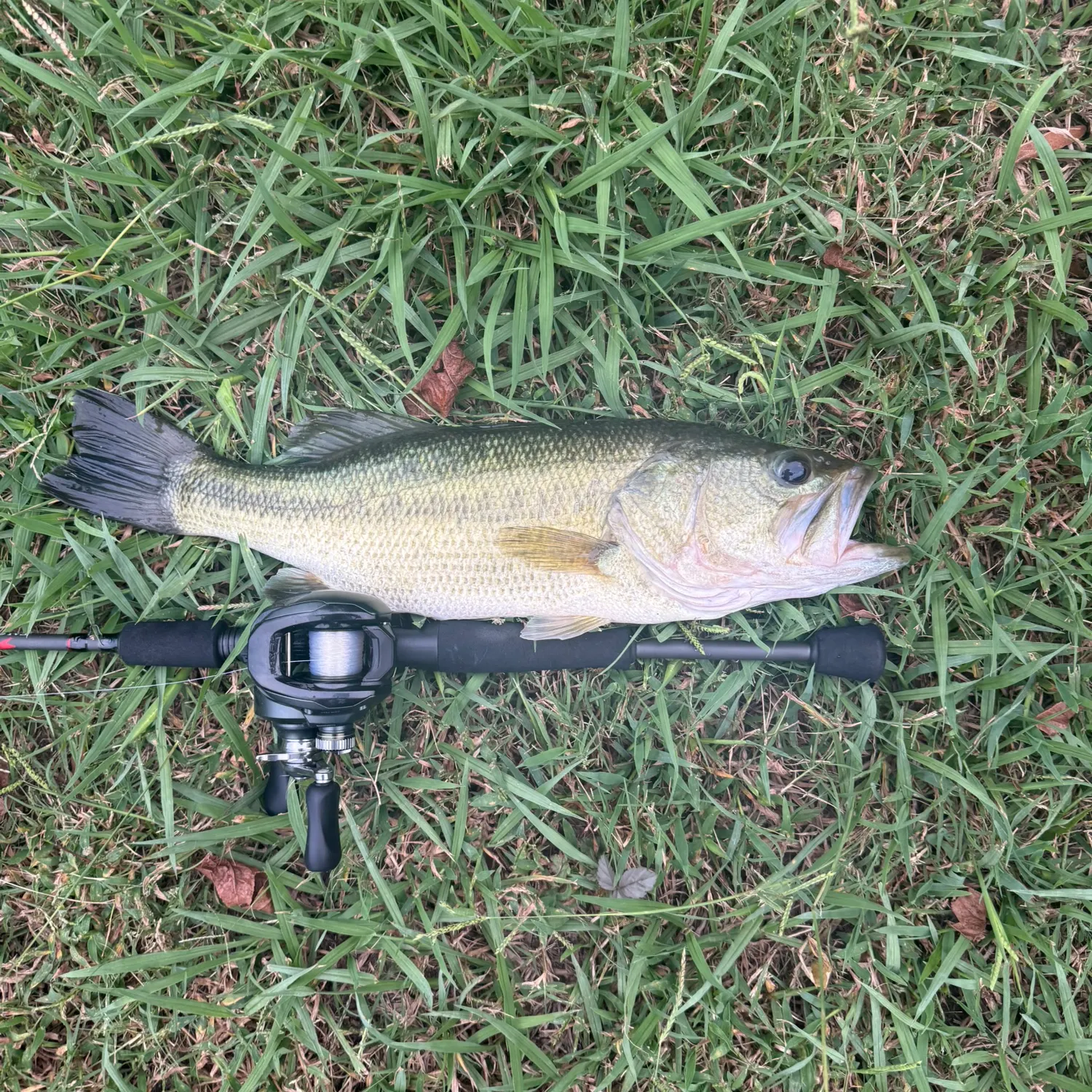 Largemouth bass caught on Fishbrain