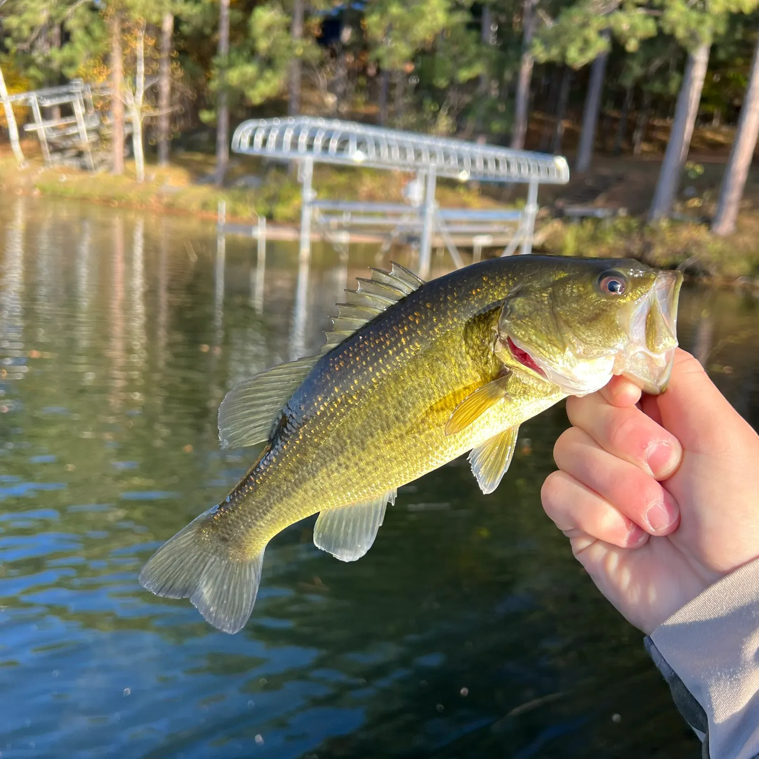 Largemouth bass caught on Fishbrain