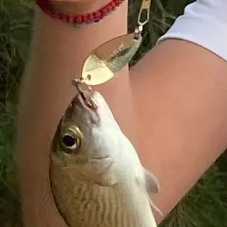 The most recent Sailor's choice grunt catches on Fishbrain