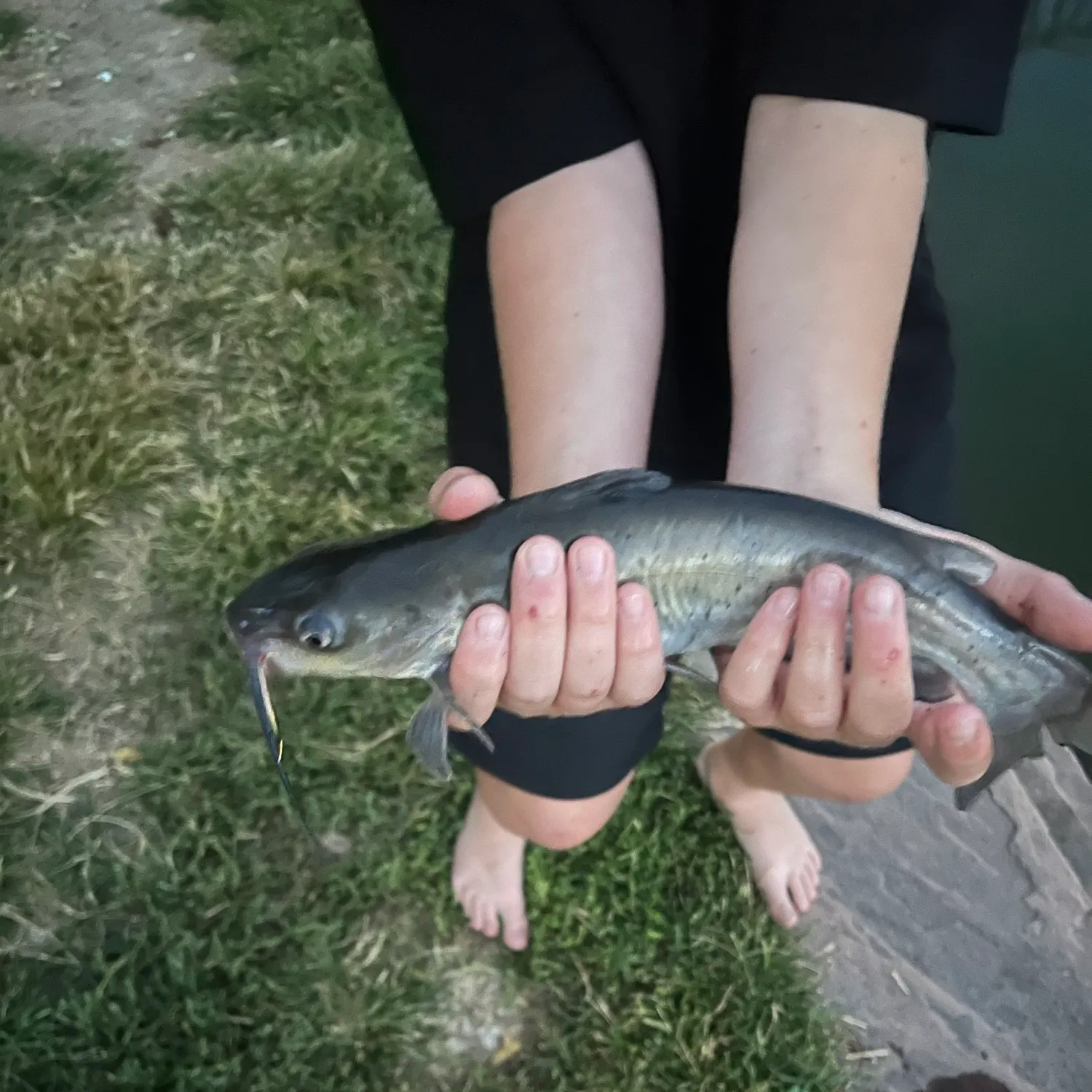 Channel catfish caught on Fishbrain