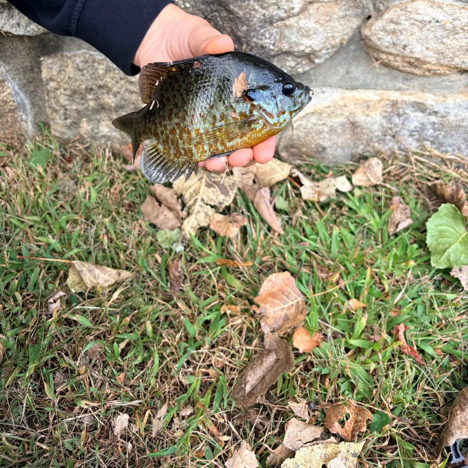 Pumpkinseed caught on Fishbrain