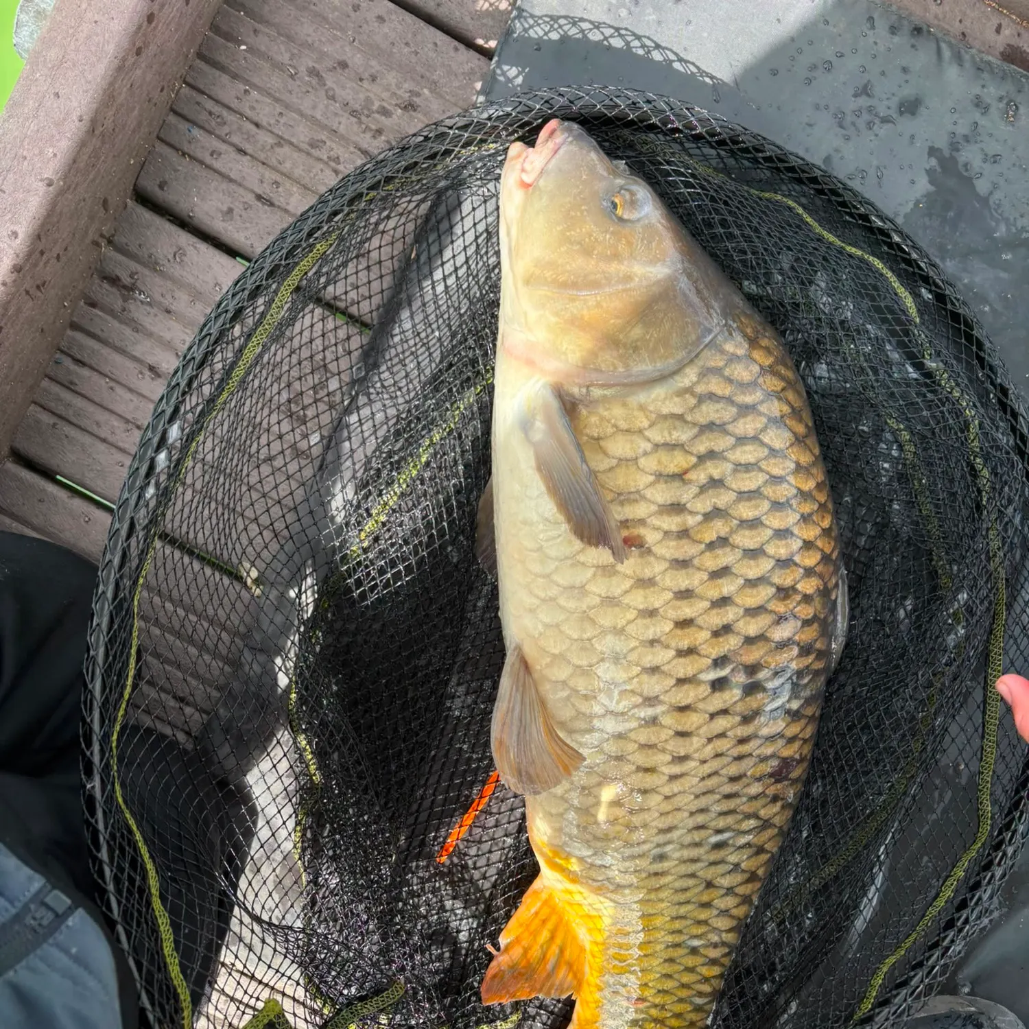 Common carp caught on Fishbrain