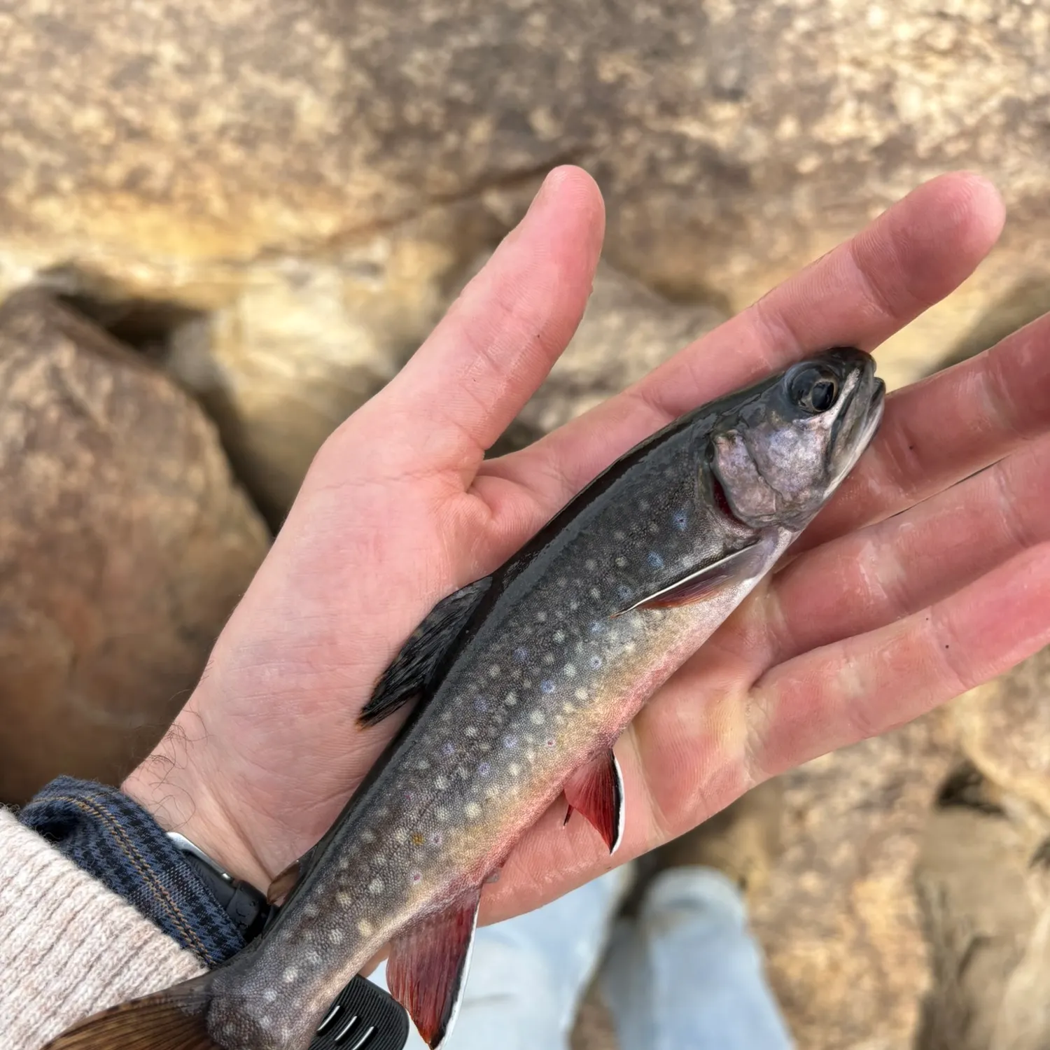 Brook trout caught on Fishbrain