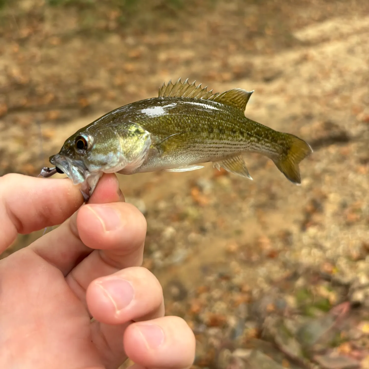 Tallapoosa bass caught on Fishbrain
