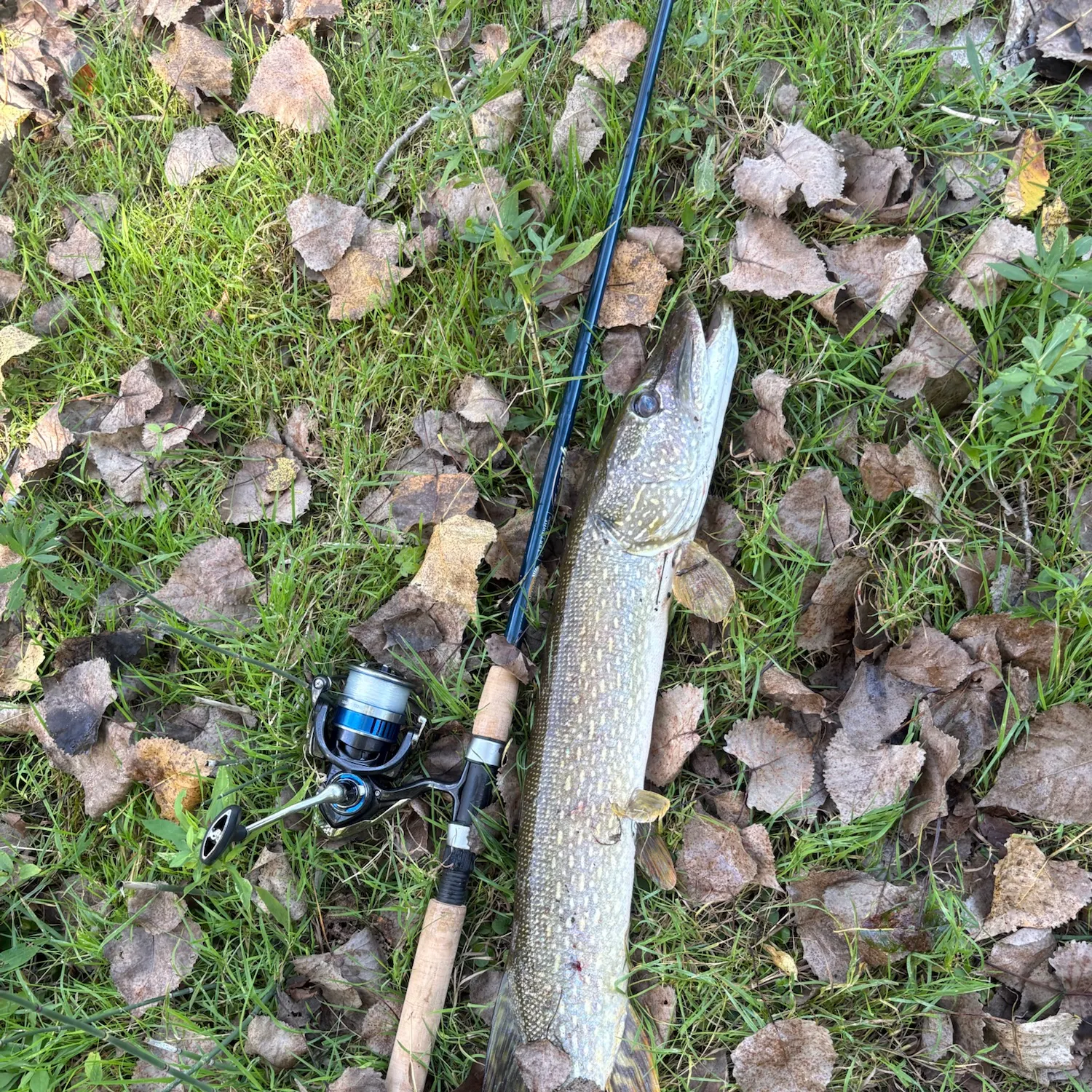 Northern pike caught on Fishbrain