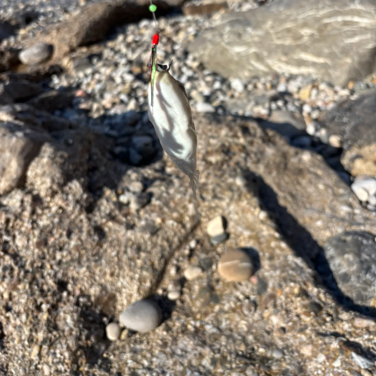 The most recent Yellowspotted puffer catches on Fishbrain