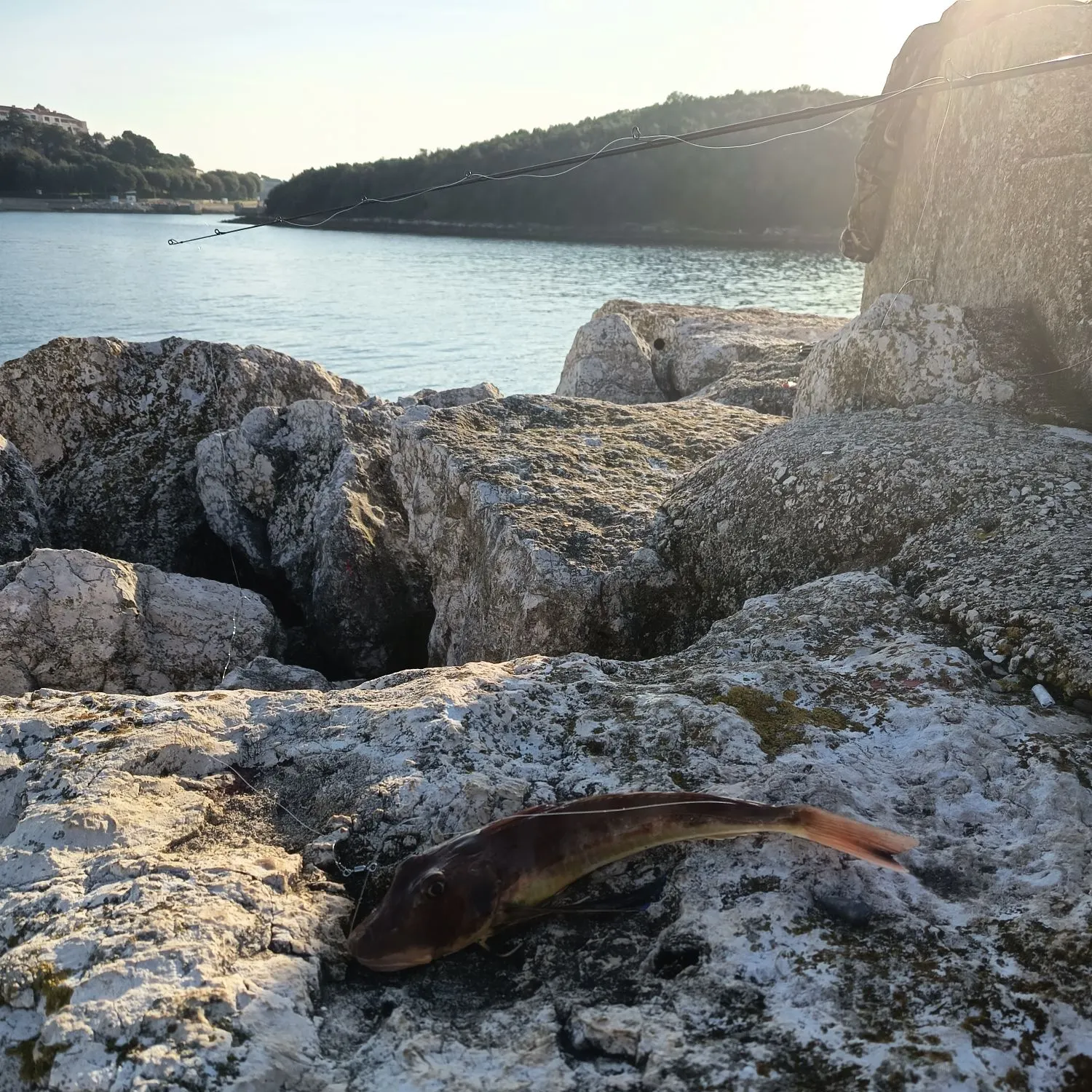 The most recent Striped searobin catches on Fishbrain