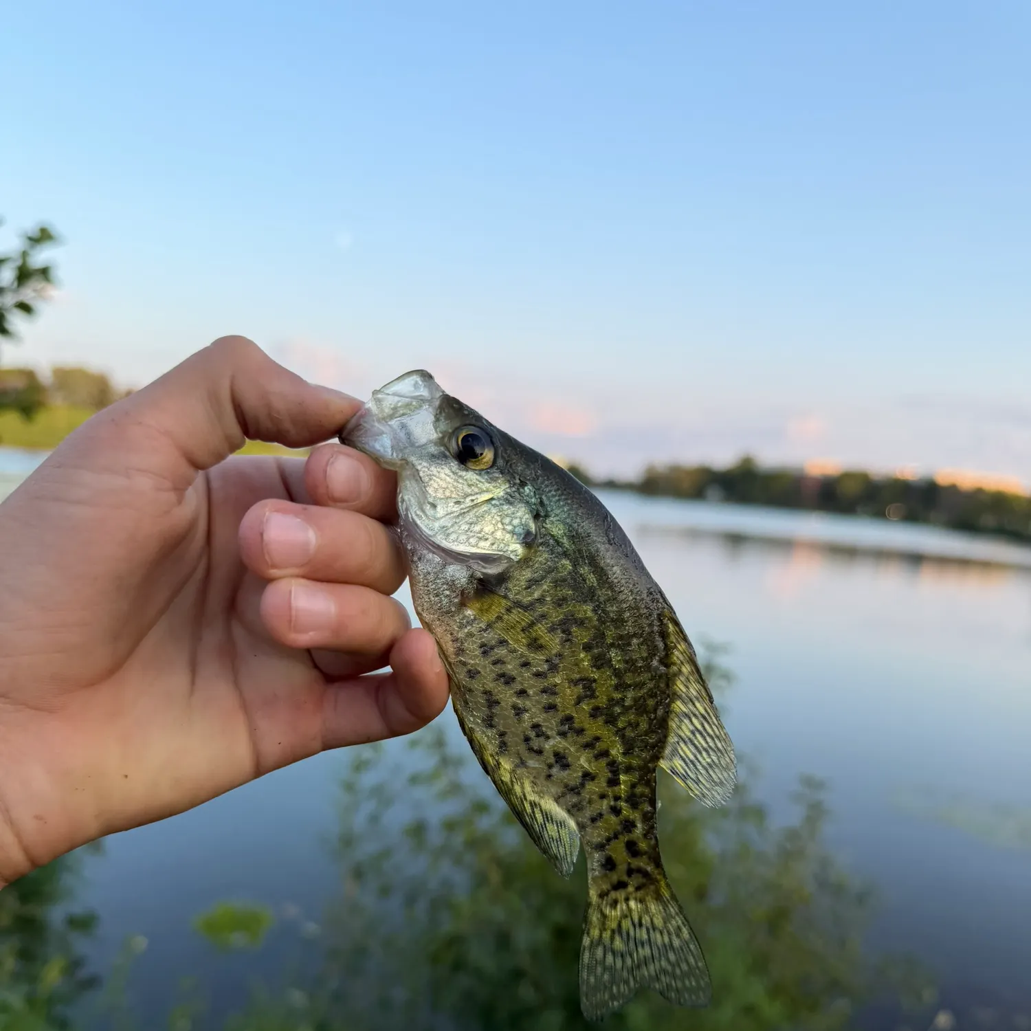 Black crappie caught on Fishbrain