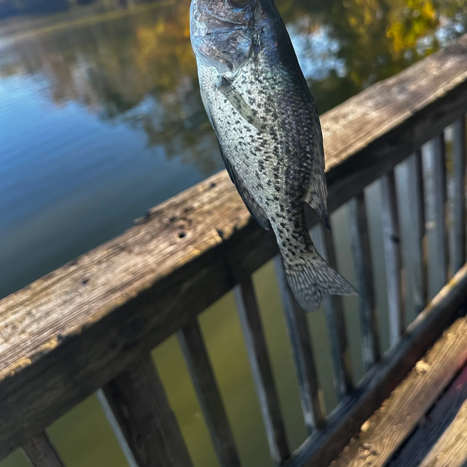 Black crappie caught on Fishbrain