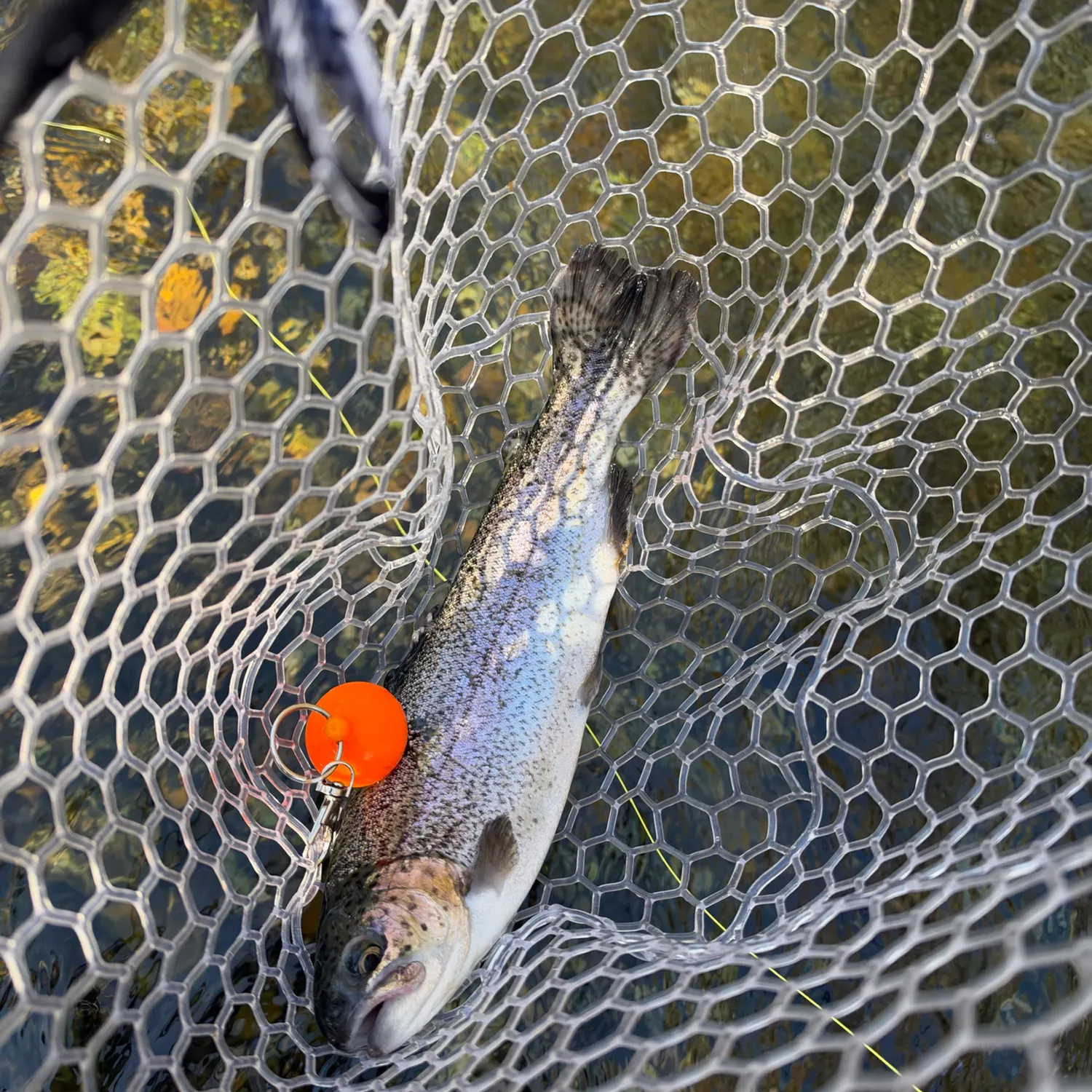 Rainbow trout caught on Fishbrain