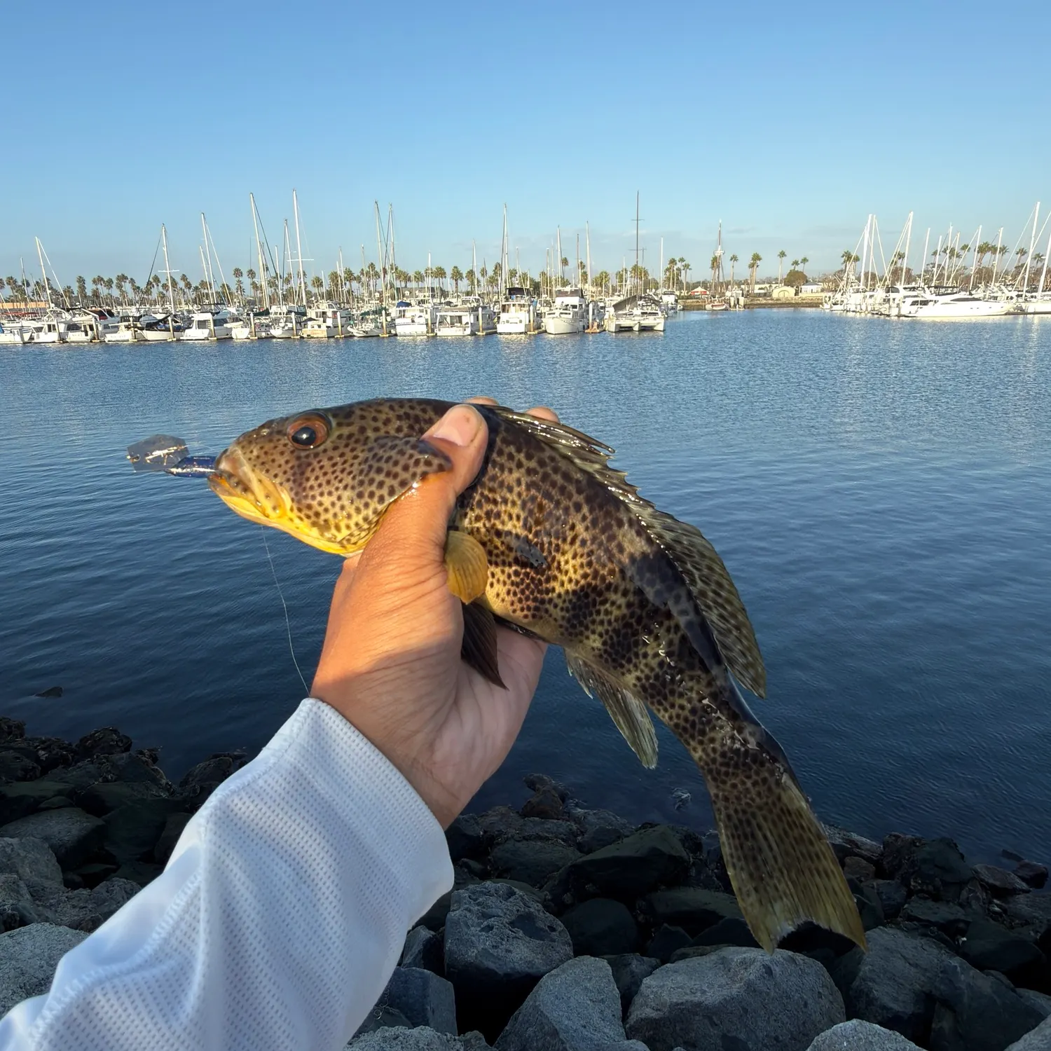 Spotted sand bass caught on Fishbrain