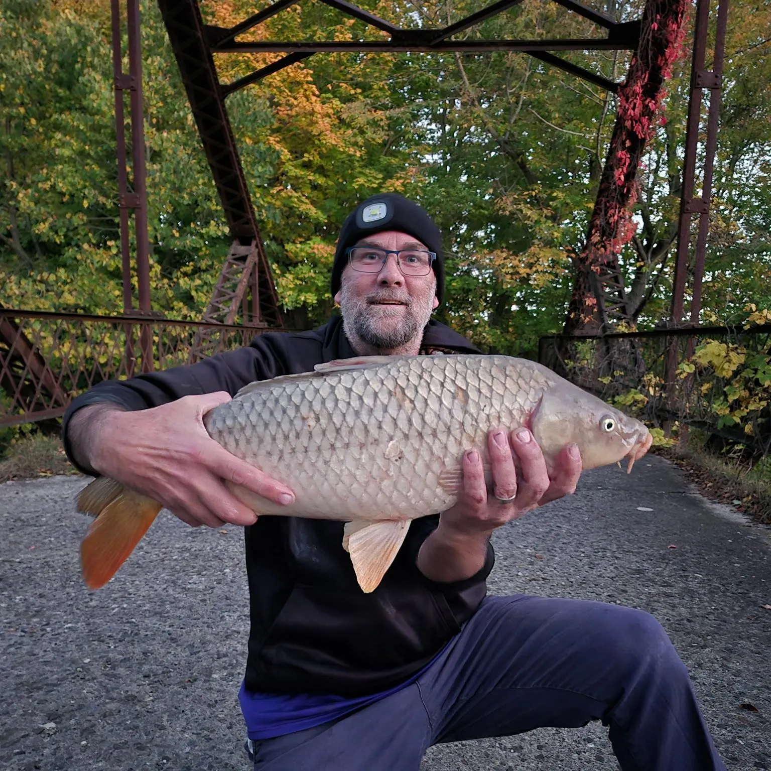 Common carp caught on Fishbrain