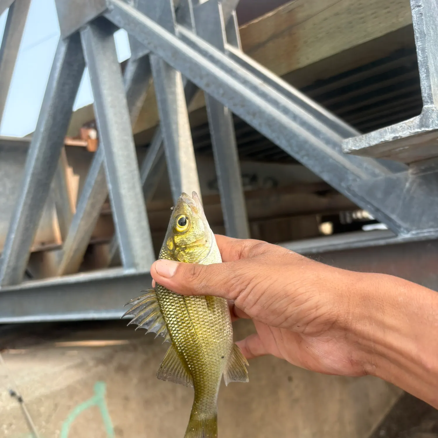 White perch caught on Fishbrain