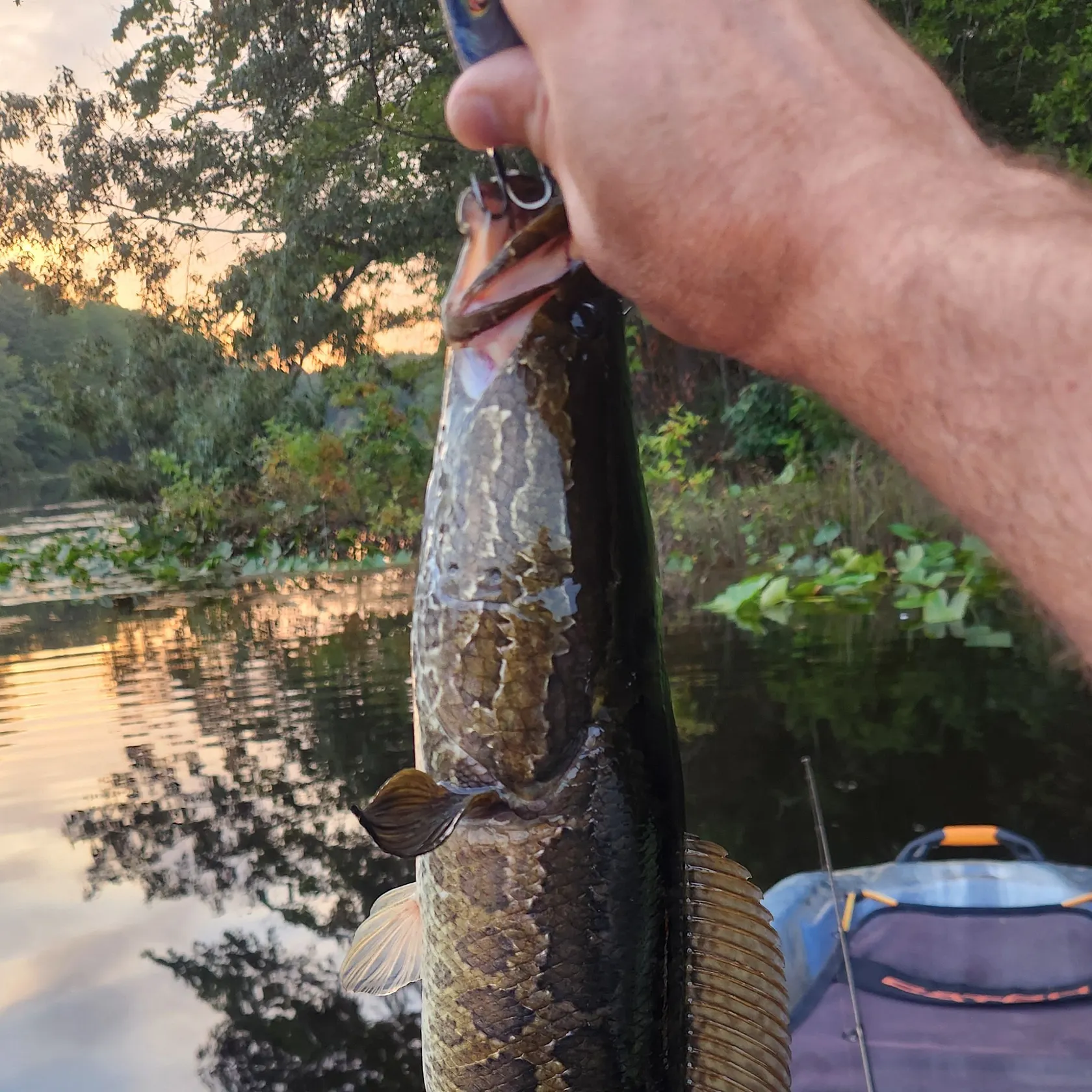 Northern snakehead caught on Fishbrain