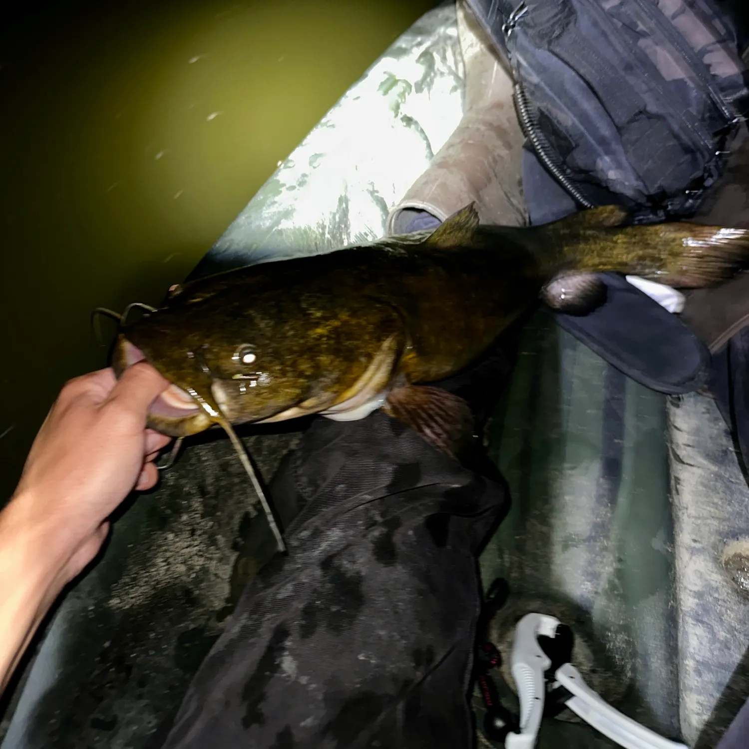 Flathead catfish caught on Fishbrain