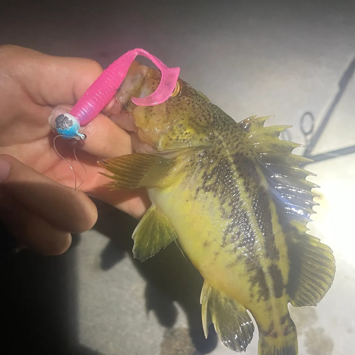 The most recent Threestripe rockfish catches on Fishbrain