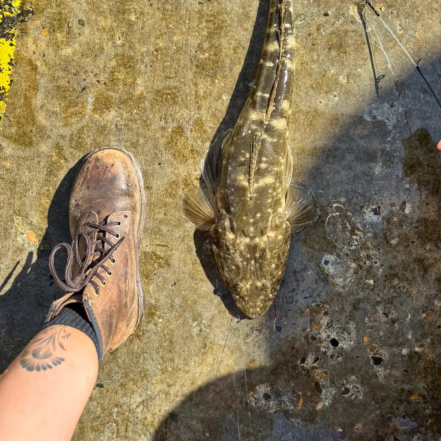 Dusky flathead caught on Fishbrain