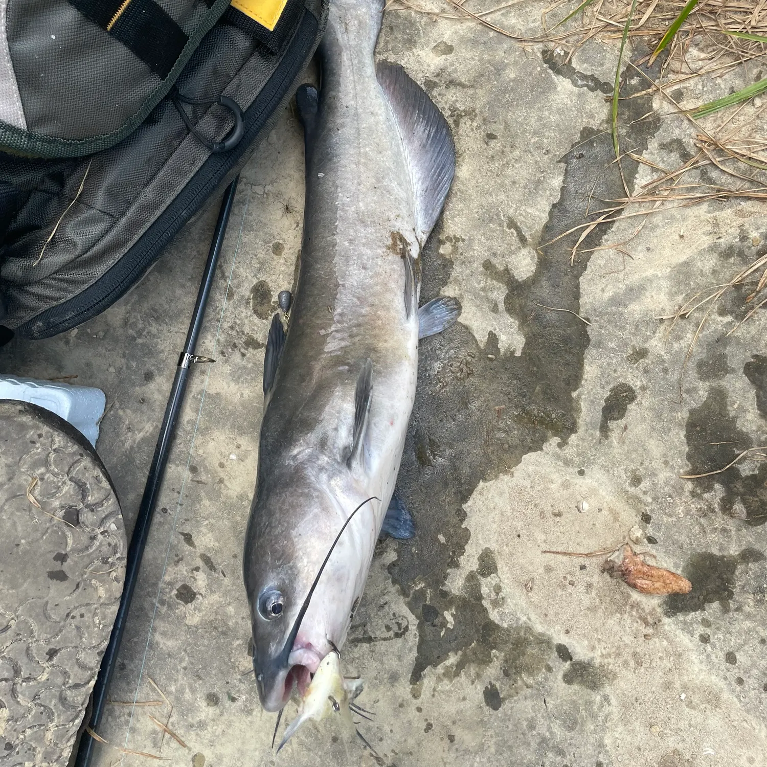 The most recent White bullhead catches on Fishbrain
