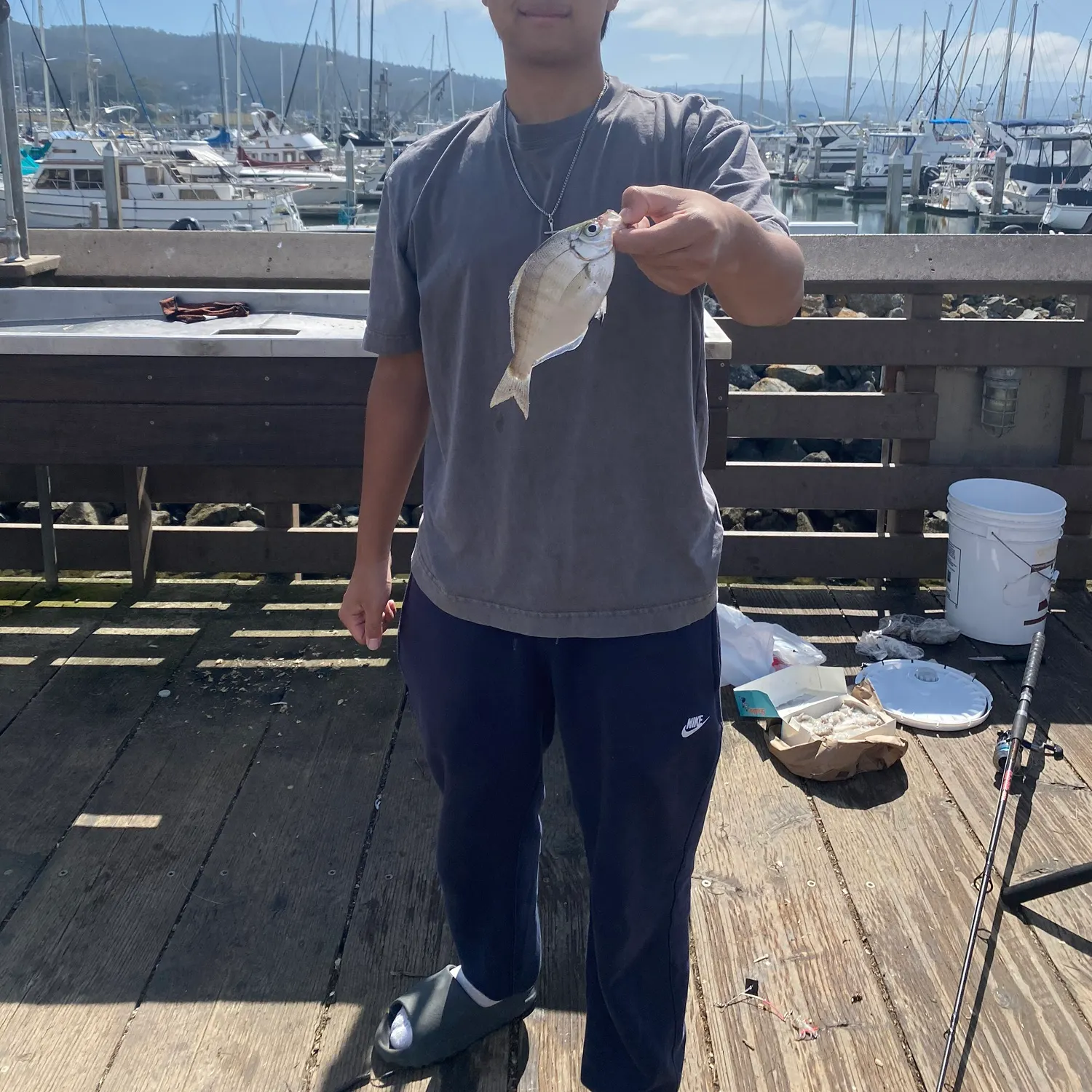 The most recent White seaperch catches on Fishbrain